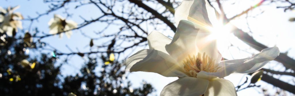 FONA Field Notes banner of deciduous magnolias