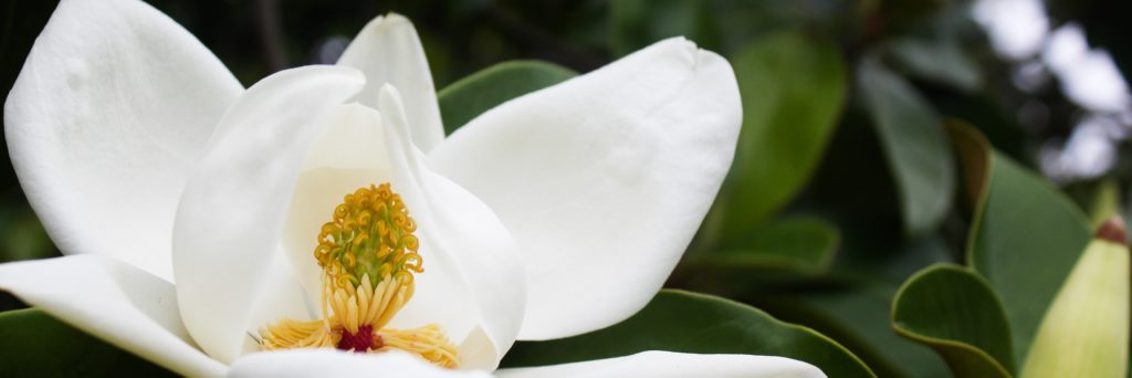 FONA Field Notes banner of southern magnolia