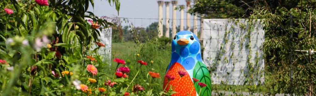 FONA Field Notes banner of berry bird in washington youth garden