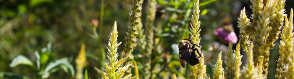 FONA Field Notes banner of bee on flowers