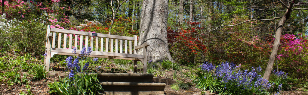 FONA Field Notes banner of bench in azalea collections