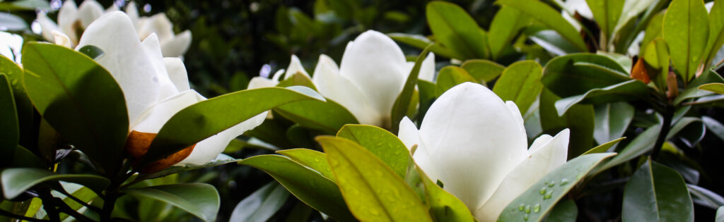 FONA Field Notes banner of southern magnolia