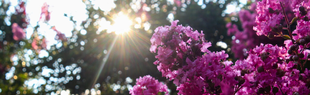 FONA Field Notes banner of crape myrtle flowers