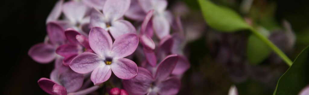 FONA Field Notes banner of lilac flowers