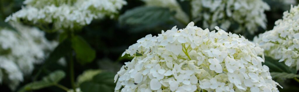 FONA Field Notes banner of hydrangeas