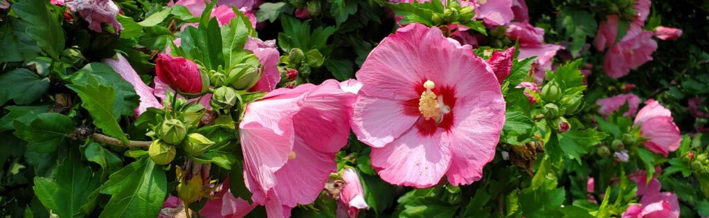 Rose of Sharon as a newsletter banner