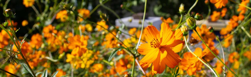 cosmos flowers growing in the washington youth garden, formatted as a newsletter banner