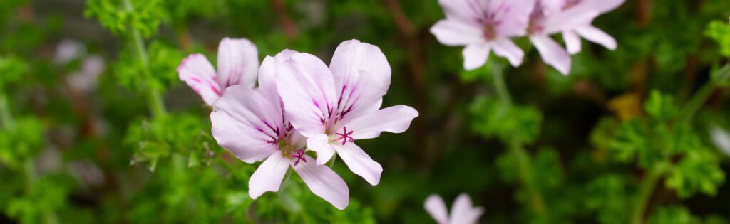 summer flowers bloom in the national herb garden