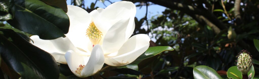 magnolia blooming in summer
