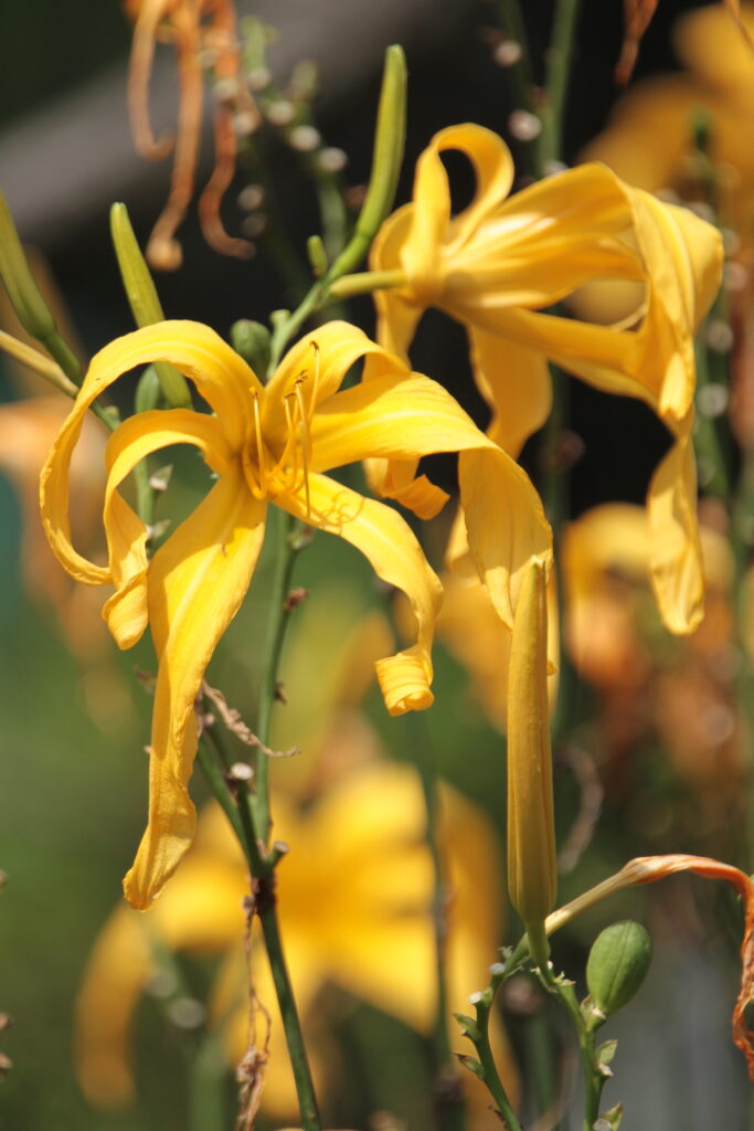 'Celebrating Gold' daylily cultivar