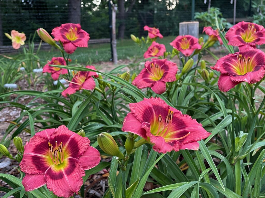 'cherry disposition' daylily cultivar