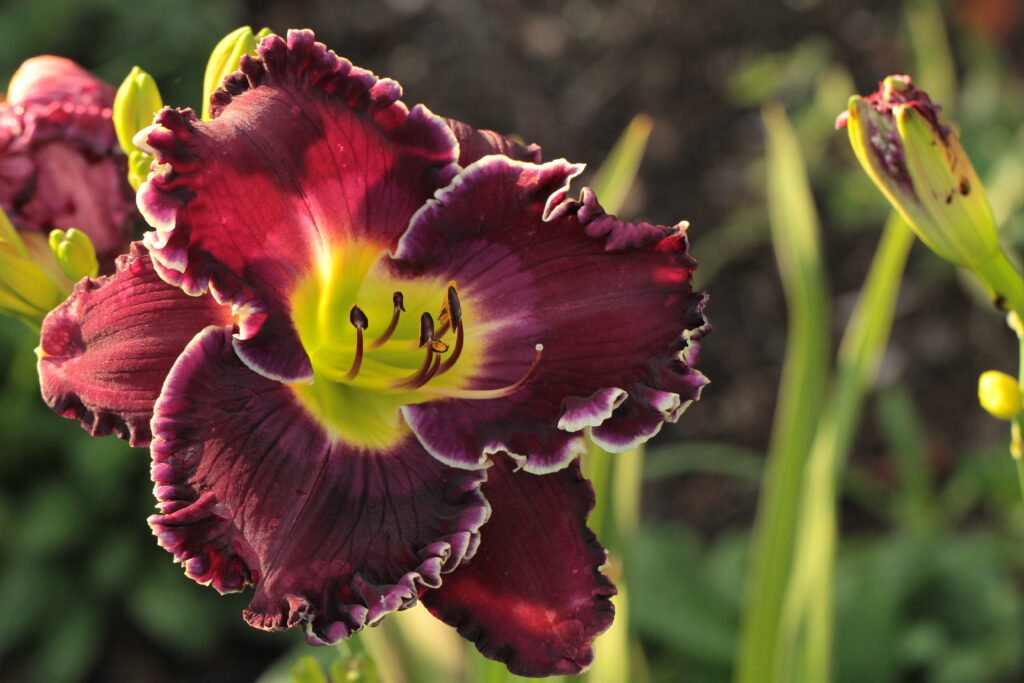 'Faith the Moves Mountains' daylily cultivar