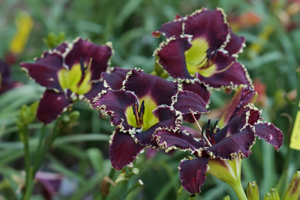 'Nasty Woman' daylily cultivar