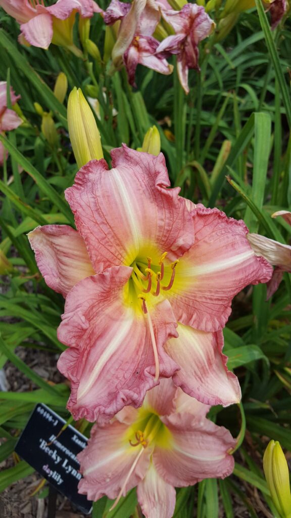 'becky lynn' daylily cultivar