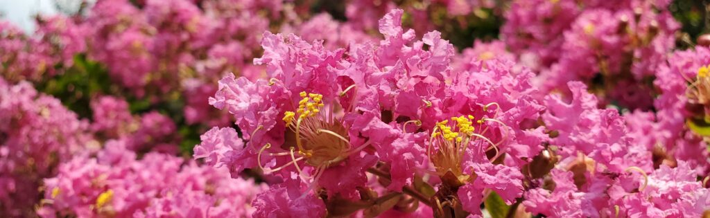pink crapemyrtle flowers, formatted as a newsletter banner