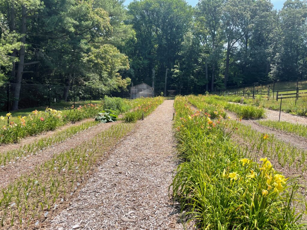 Chris von Kohn's personal daylily garden at his home.