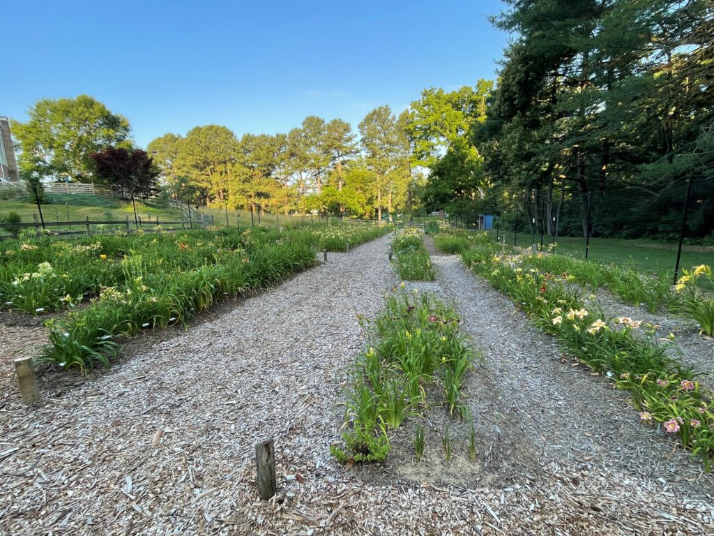 Chris von Kohn's personal daylily garden at his home.