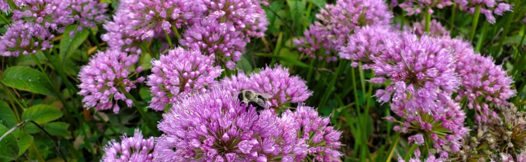 bee pollinating summer aliums, formatted for newsletter banner