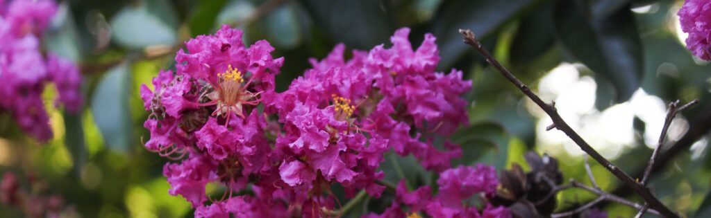 crapemyrtle blossom, formatted as a newsletter banner