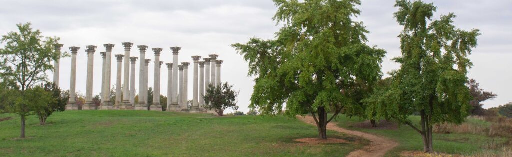 path leading up to the capitol columns lined with ginkgo trees