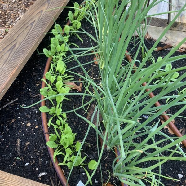 Spinach growing from seed and scallion transplants together in same raised bed