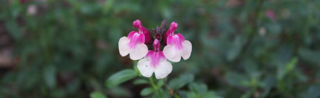 fall pink and white flower formatted as a newsletter banner