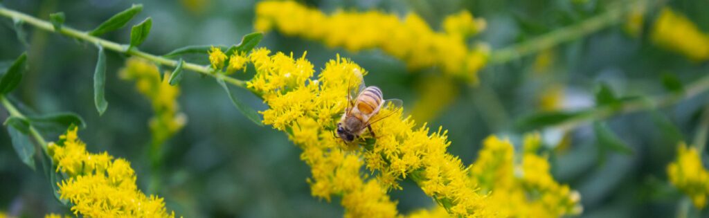 bee on goldenrod, formatted for newsletter banner