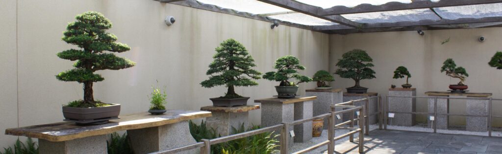 bonsai sitting on pedestals in the national bonsai and penjing museum