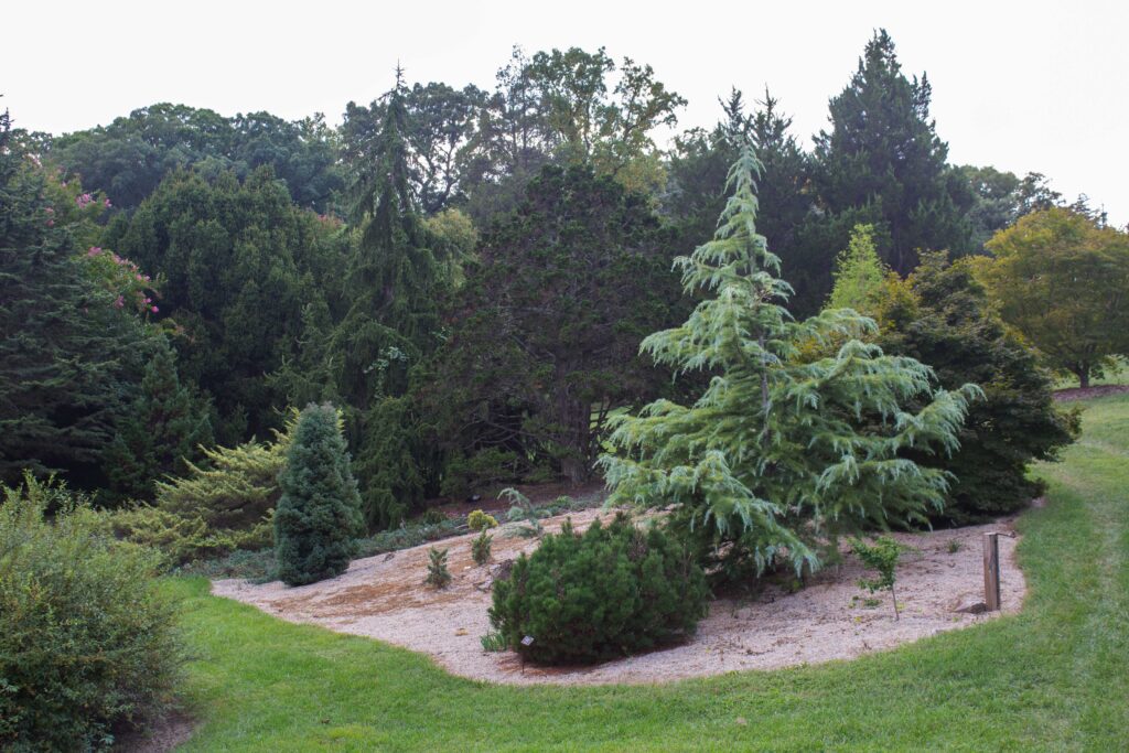 conifer trees in the gotelli conifer collection