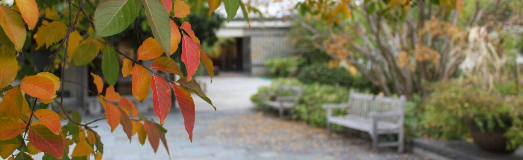 fall foliage in the bonsai museum, with a bench in the background