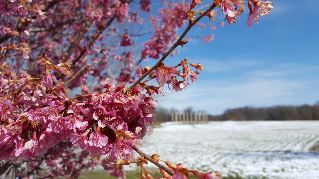 Prunus 'First Lady' with a snowy Ellipse Meadow and Capitol Columns in the background.