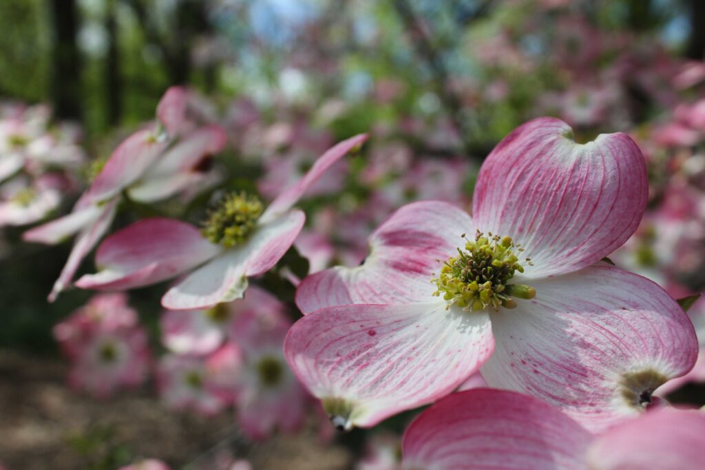 spring dogwood flowering in the dogwood collection