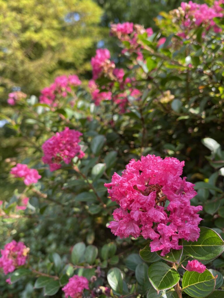 usna introduction crapemyrtle 'pocomoke'