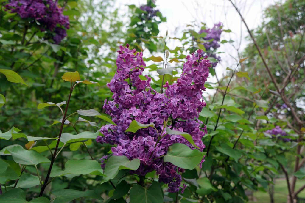 usna introduction lilac 'declaration'