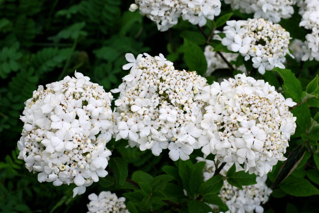 usna introduction viburnum nantucket