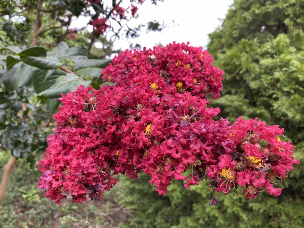 usna introduction crapemyrtle 'arapaho'