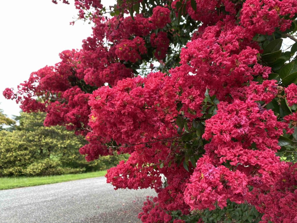 usna introduction crapemyrtle 'cheyenne'