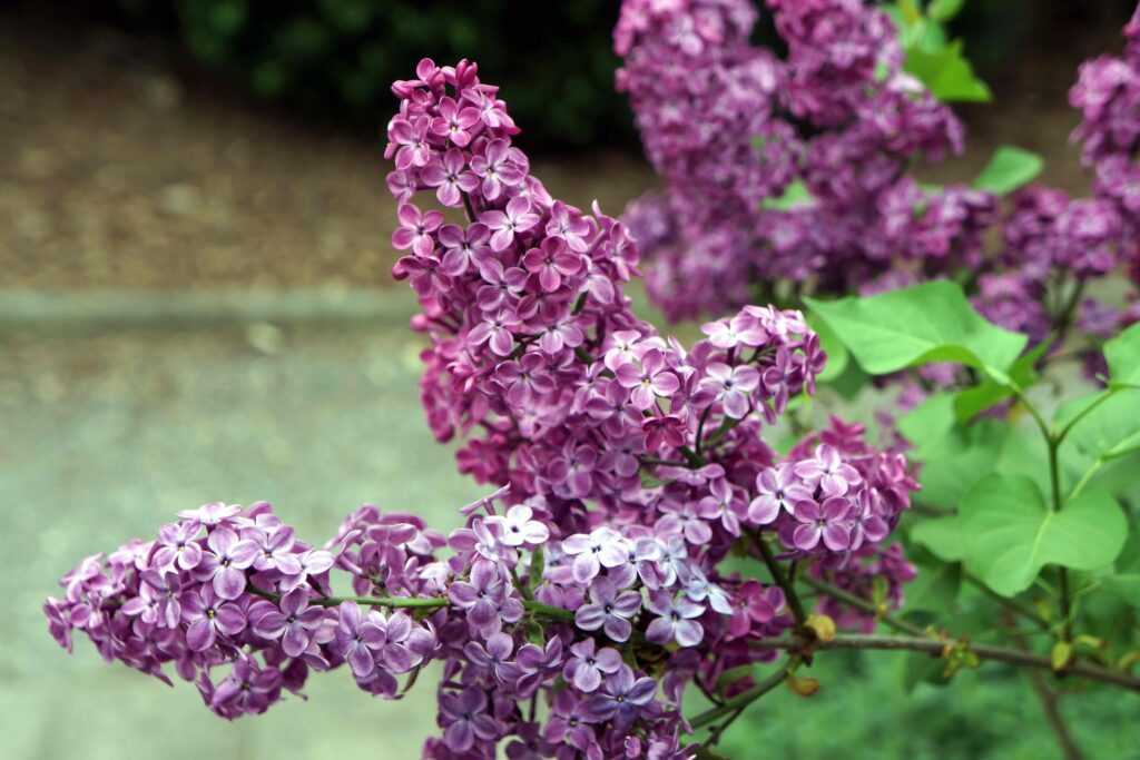 usna introduction lilac 'old glory'