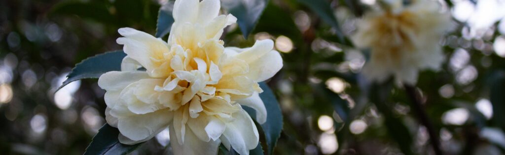 camellia flower, formatted as a newsletter banner