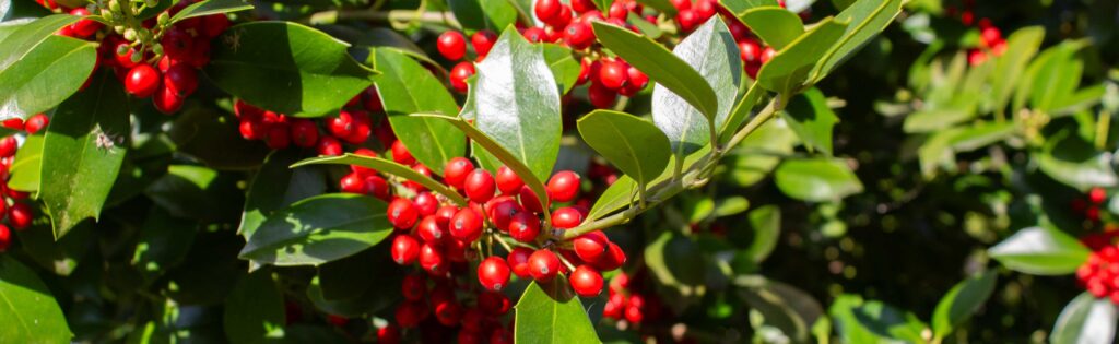 holly berries formatted as a newsletter banner