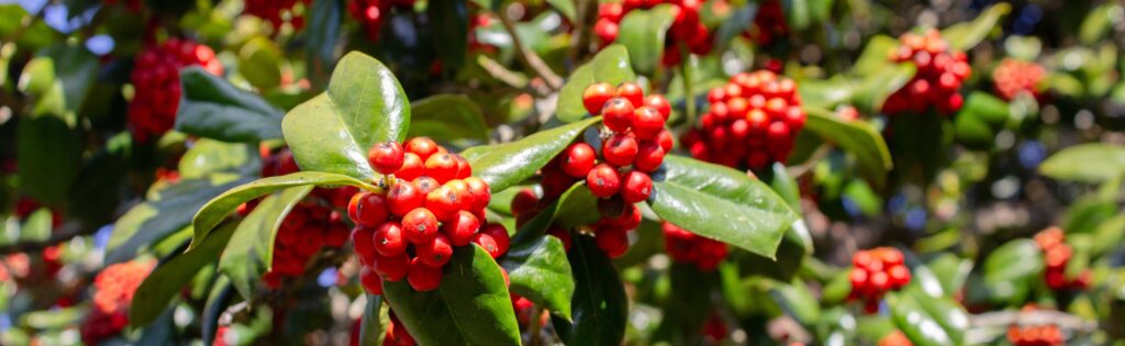 holly berries, formatted as a newsletter banner