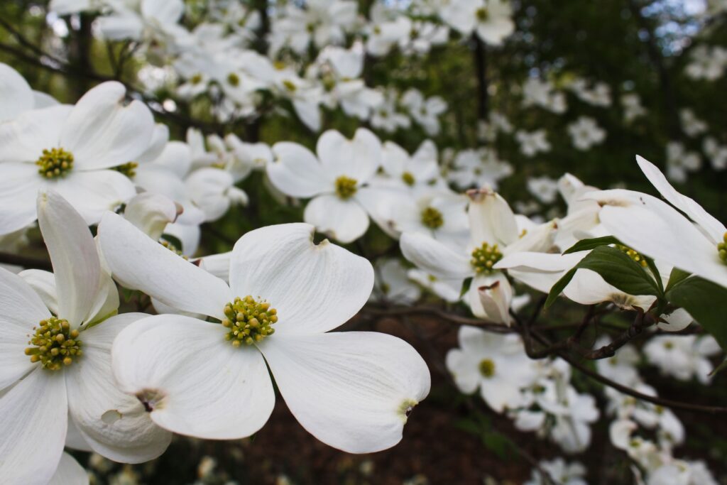 white dogwood flowers in spring in the dogwood collection