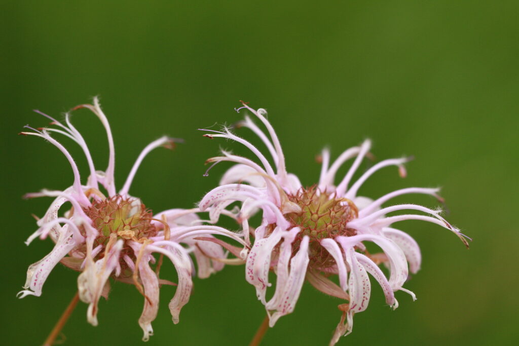 bradbury's bee balm, photo by national arboretum