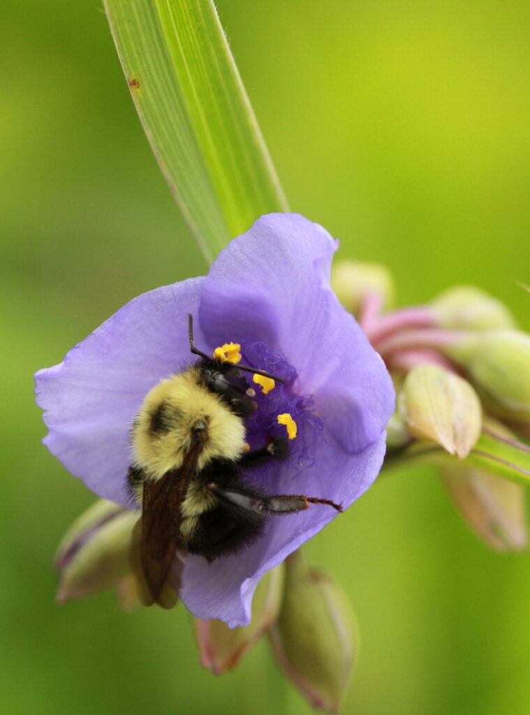 bumblebee in spiderwort flower, photo by the National Arboretum