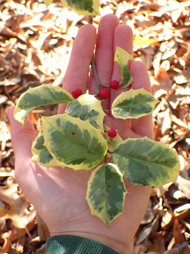 Holly variety Ilex opaca 'steward's silver crown'