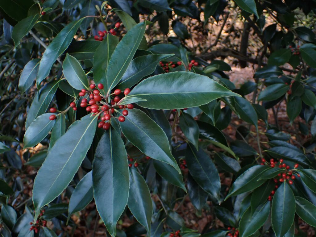 Holly variety Ilex purpurea