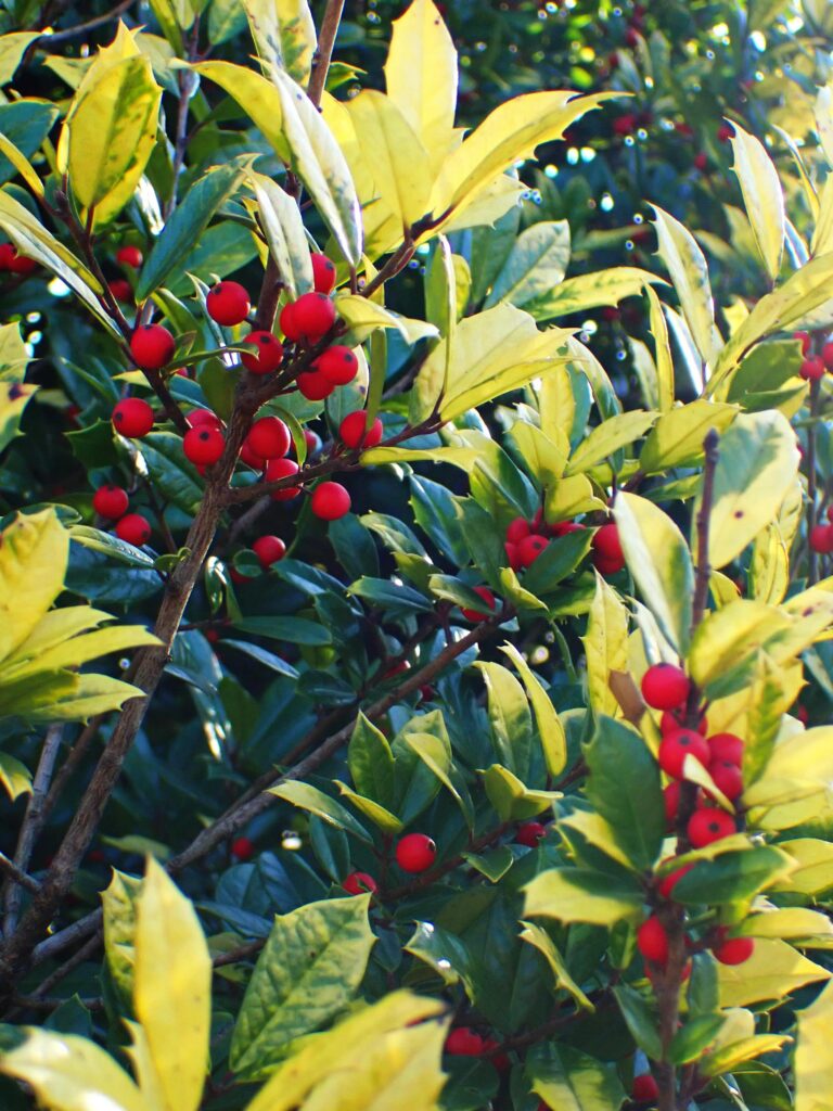 Holly variety Ilex xattenuata 'sunny foster'