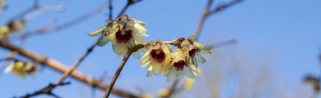 wintersweet in bloom, formatted as a newsletter banner