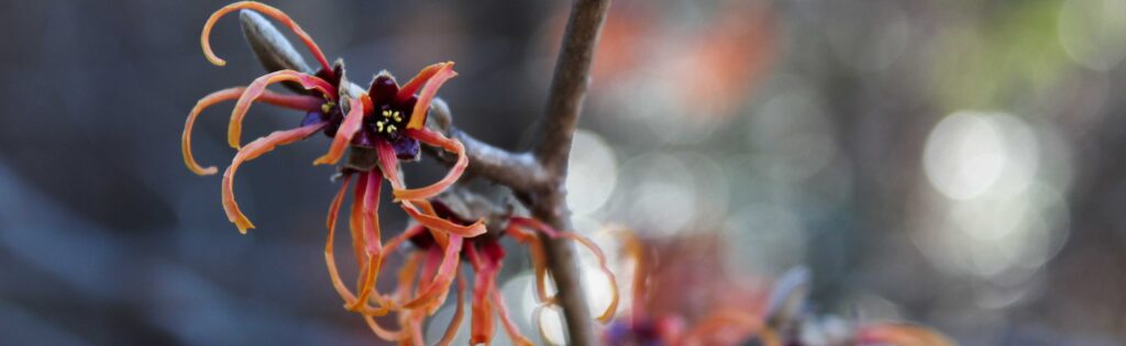 witch hazel in bloom formatted as a newsletter banner