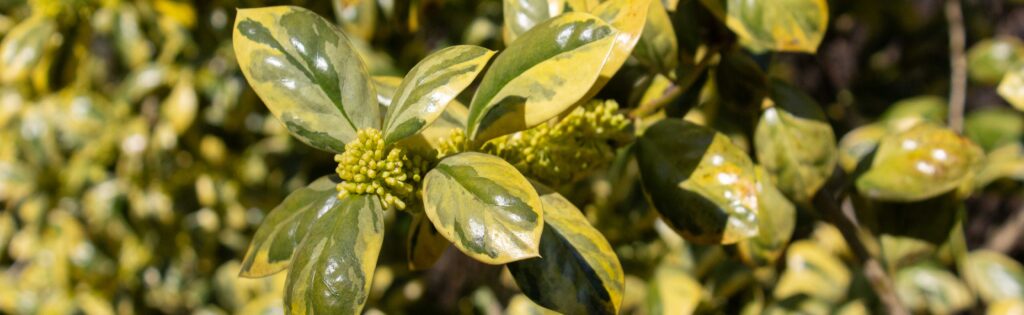 variegated holly leaves, formatted as a newsletter banner